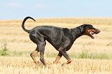 DOBERMANN 976